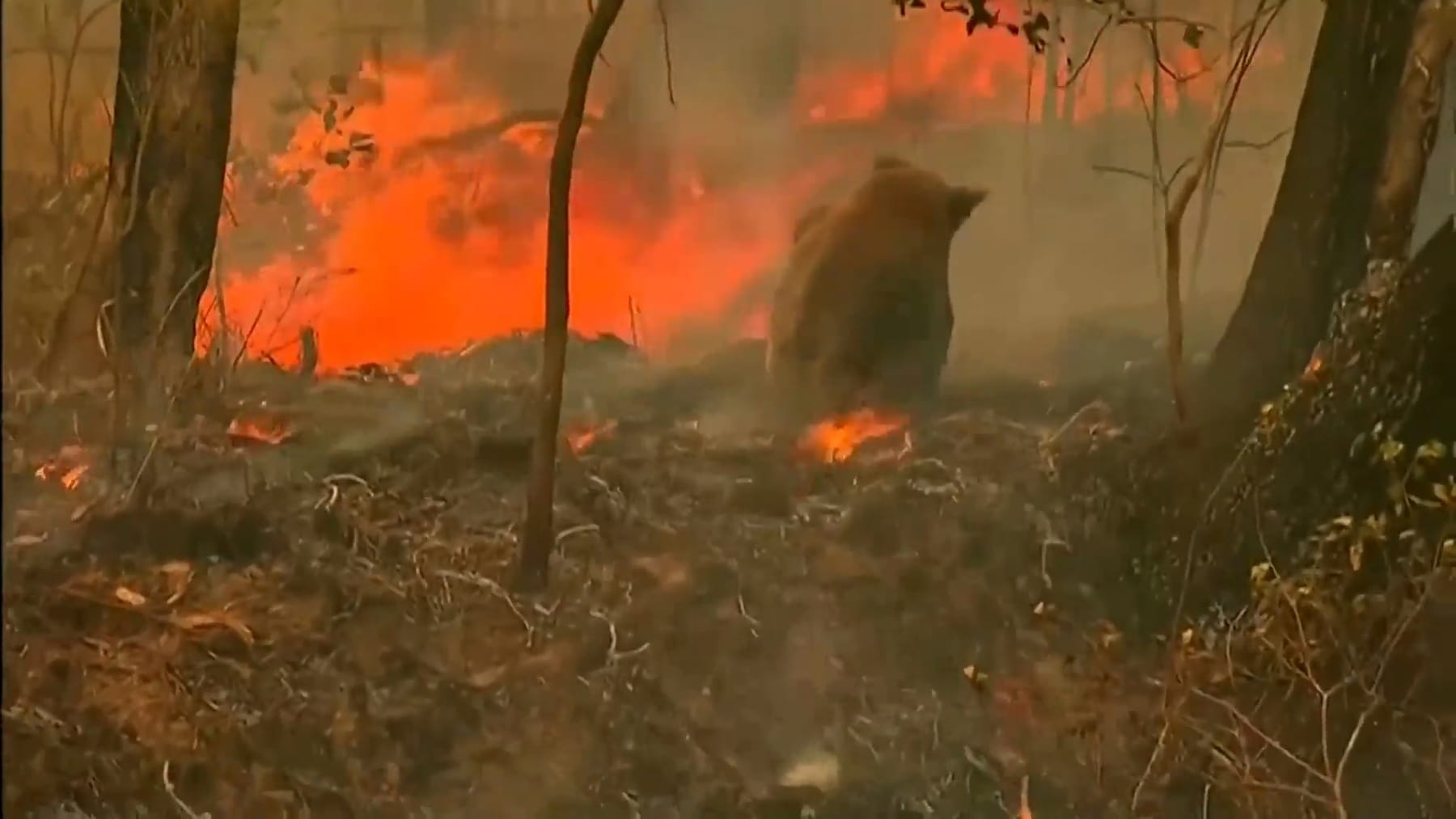 Feuer In Australien Frau Rettet Koala Aus Den Flammen Jetzt Ist Er Tot