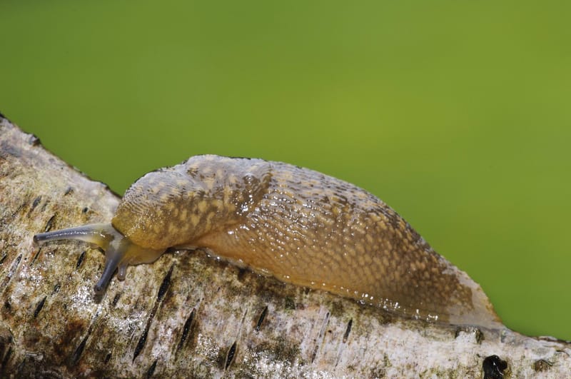 Das Sind Bekannte Heimische Schnecken