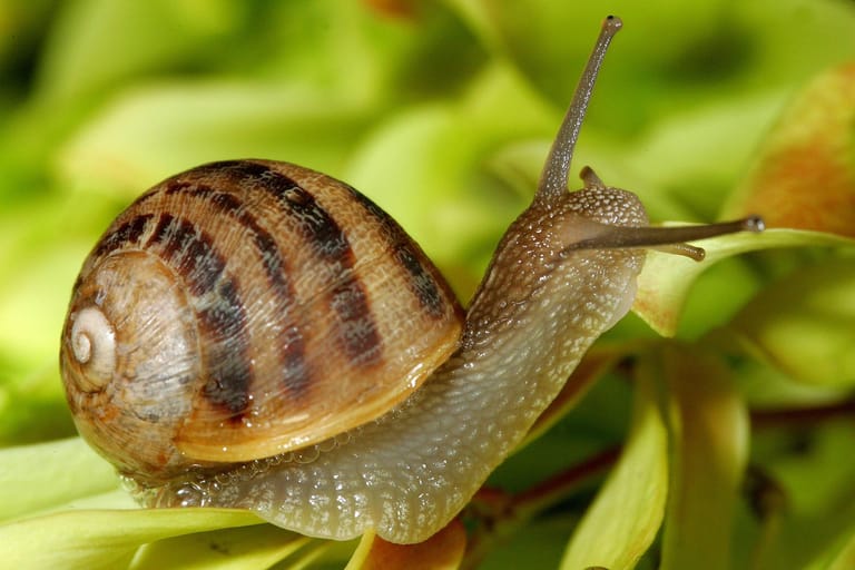 Das Sind Bekannte Heimische Schnecken