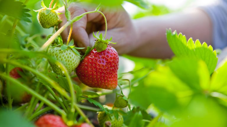 Erdbeeren Pfl Cken So Machen Sie Es Richtig