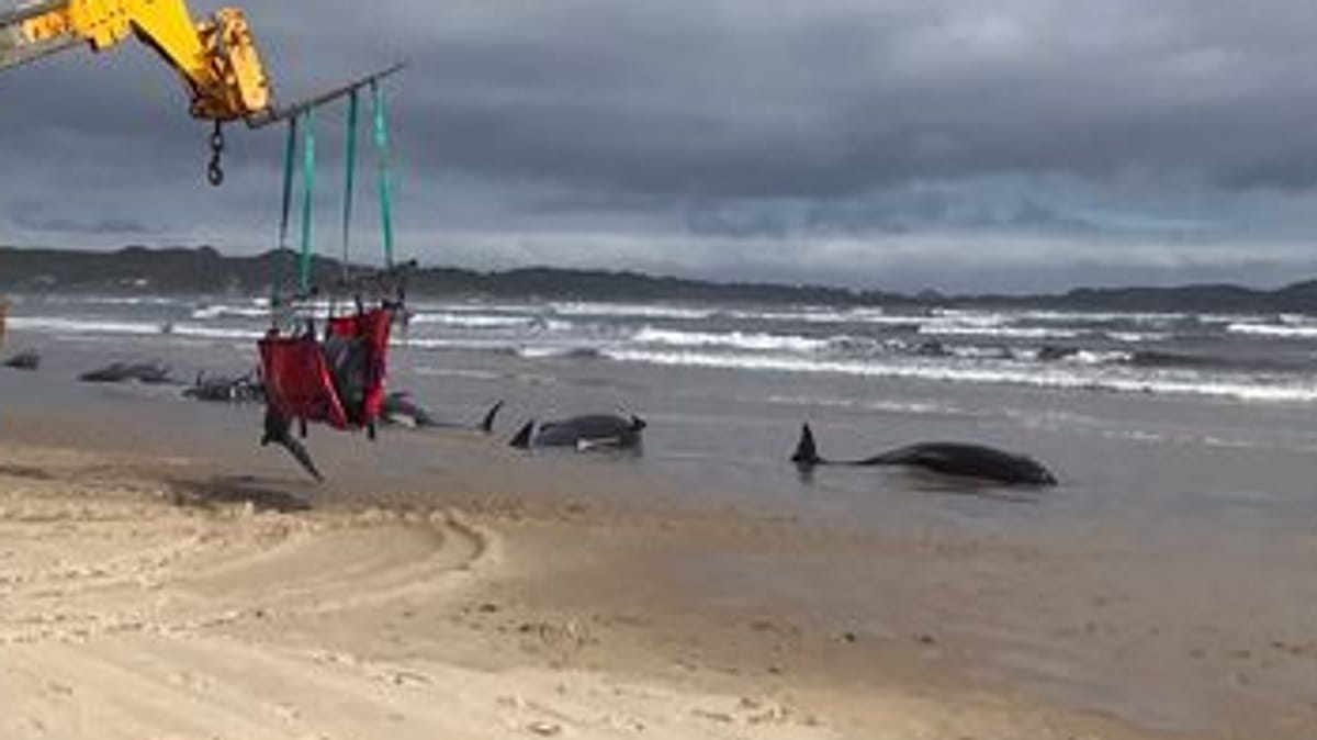 Massenph Nomen Hunderte Weitere Grindwale Stranden Im S Dpazifik Vor