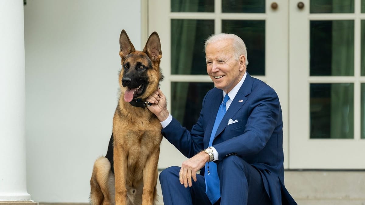 Joe Bidens Hund Commander muss Weißes Haus nach Beiß Attacken verlassen