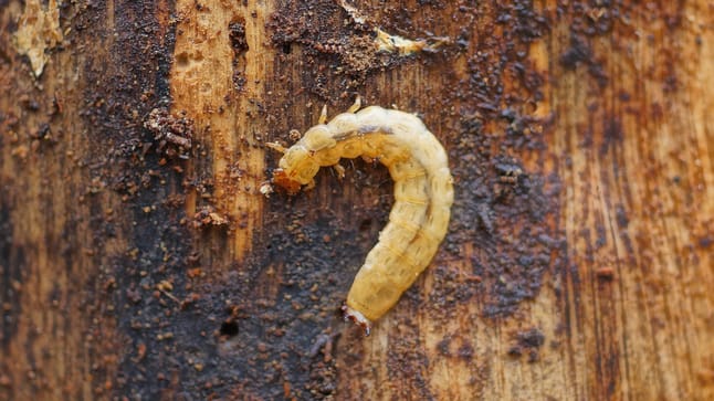 Holzwurm effektiv mit Hausmitteln bekämpfen