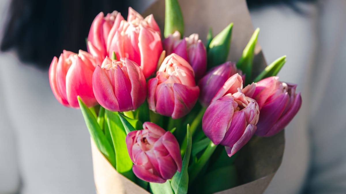 Wie Halten Tulpen L Nger Tipps Und Tricks