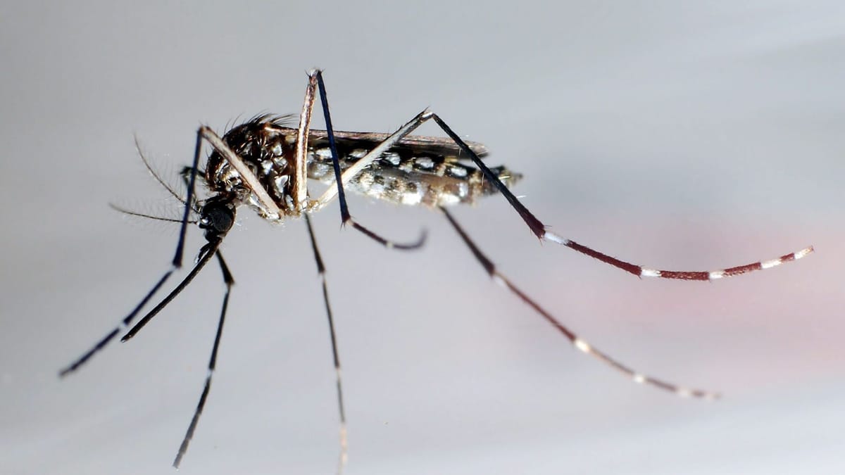 Dengue Fieber Infektionskrankheit Breitet Sich Aus Who Alarmiert