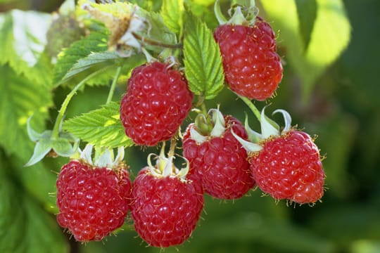 Herbsthimbeeren: Sie gelten als pflegeleicht und madenfrei.