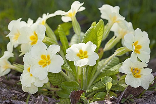 Erste Frühlingsboten: Primeln vertragen Temperaturen unter null Grad – allerdings keine strengen Nachtfröste.