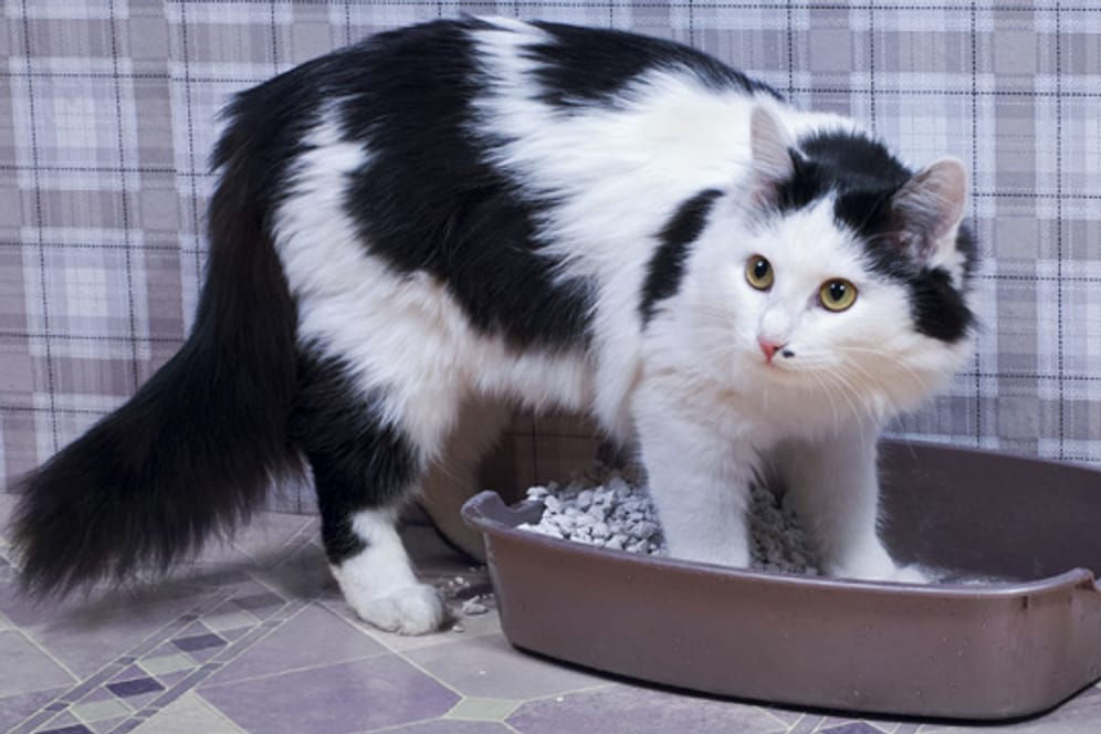 Hat Ihre Katze starken Durchfall, sollten Sie Ihr Haustier vom Tierarzt untersuchen lassen