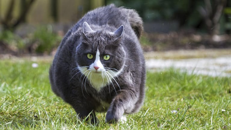 Übergewicht stellt ein hohes Gesundheitsrisiko für Katzen dar