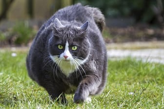 Übergewicht stellt ein hohes Gesundheitsrisiko für Katzen dar