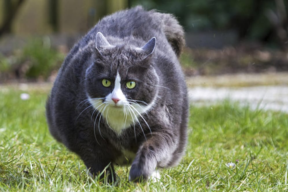 Übergewicht stellt ein hohes Gesundheitsrisiko für Katzen dar