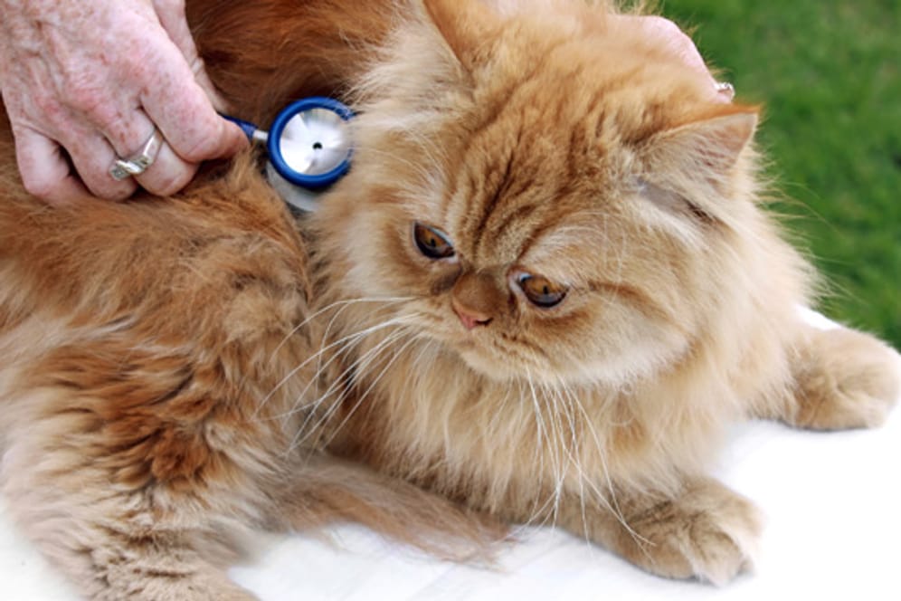 Wenn Sie Ihre Katze mit homöopathischen Mitteln behandeln wollen, sollten Sie dies vorher mit einem Tierarzt absprechen.