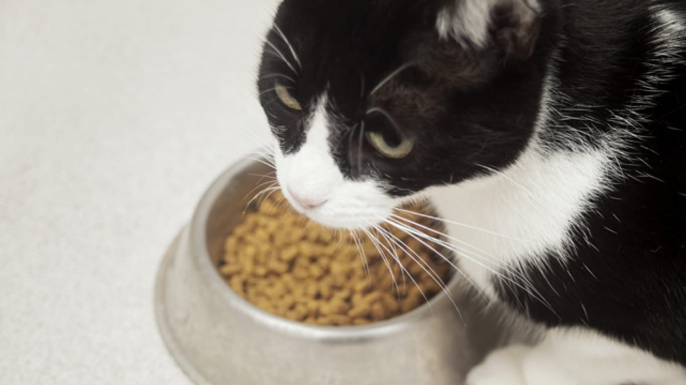 Wenn Ihre Katze nicht fressen will, kann das sehr unterschiedliche Gründe haben. Nicht immer hat es mit ihrer Gesundheit zu tun