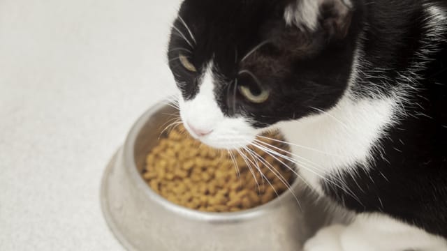 Wenn Ihre Katze nicht fressen will, kann das sehr unterschiedliche Gründe haben. Nicht immer hat es mit ihrer Gesundheit zu tun