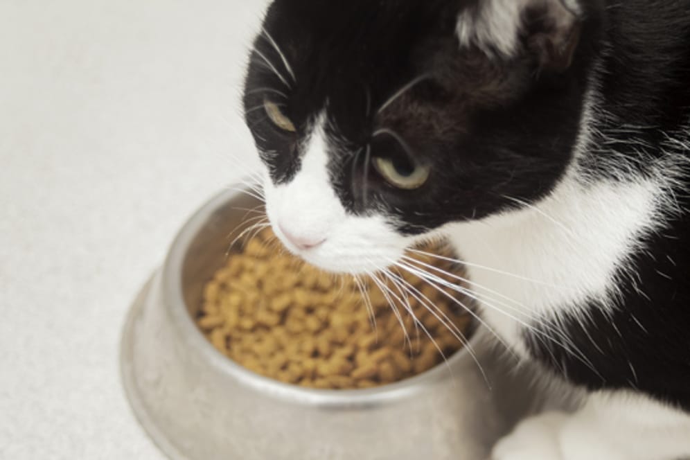 Wenn Ihre Katze nicht fressen will, kann das sehr unterschiedliche Gründe haben. Nicht immer hat es mit ihrer Gesundheit zu tun
