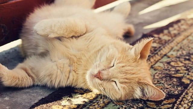 Cool durch den Sommer: Sorgen Sie für schattige und ruhige Orte für Ihre Katze.