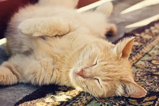 Cool durch den Sommer: Sorgen Sie für schattige und ruhige Orte für Ihre Katze.