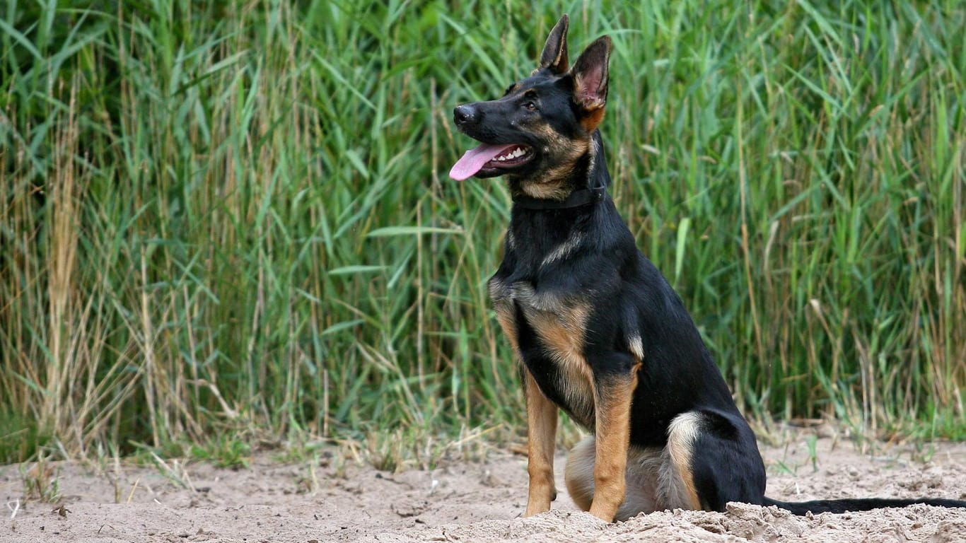 Ein Deutscher Schäferhund (Symbolbild): Am Dienstag wurde ein Mischling von einem Schäferhund mehrfach gebissen.