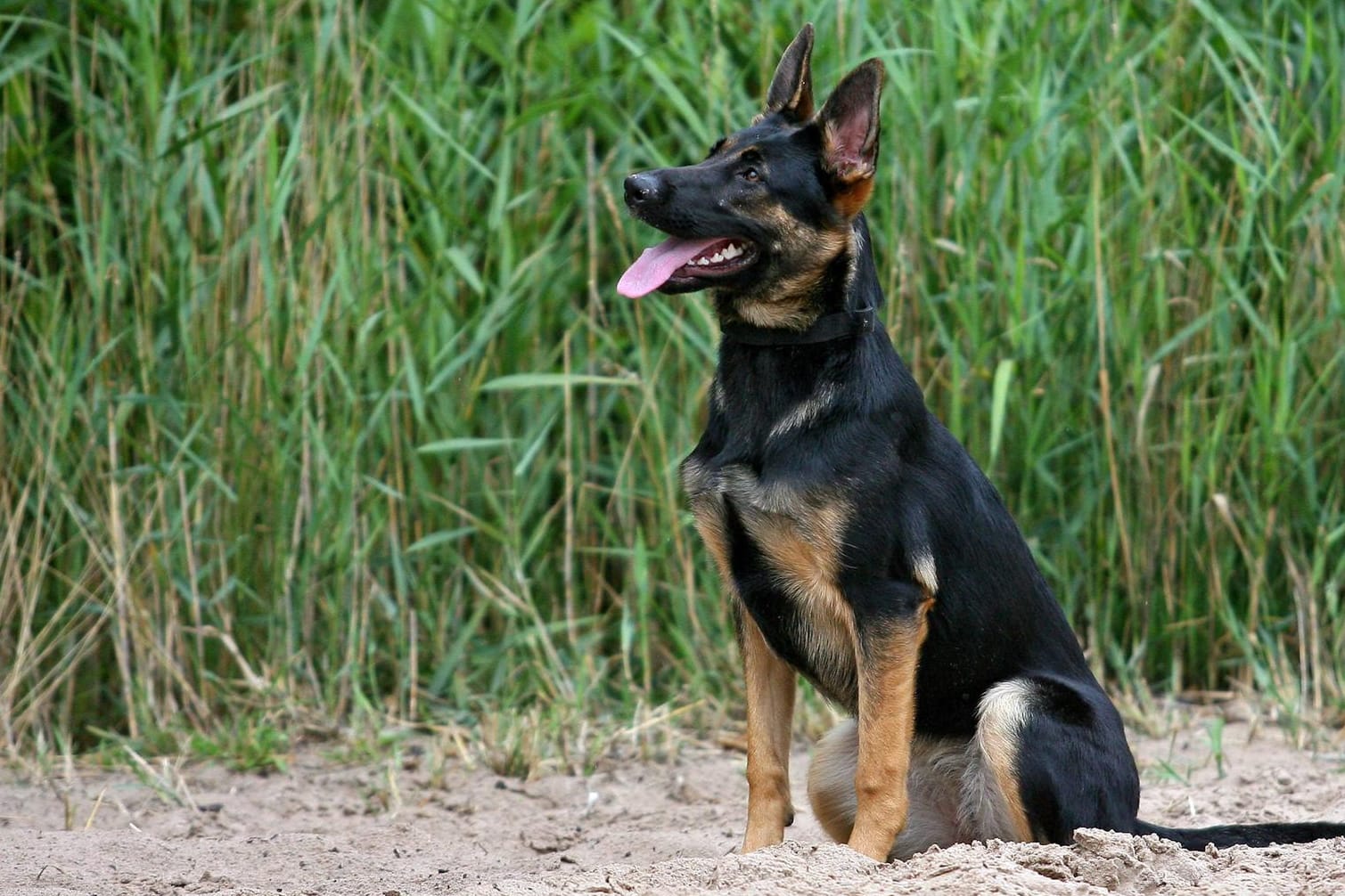 Ein Deutscher Schäferhund (Symbolbild): Am Dienstag wurde ein Mischling von einem Schäferhund mehrfach gebissen.