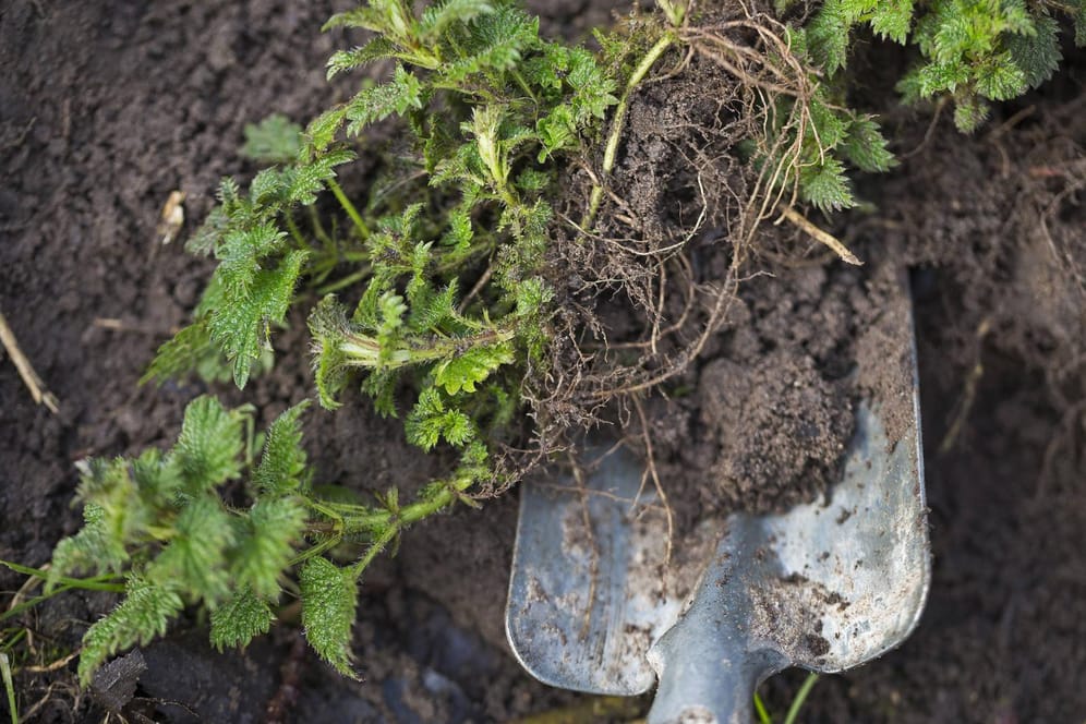 Unkraut: Wer weiß, was der Boden braucht, kann ihn verbessern. Dabei helfen Zeigerpflanzen.