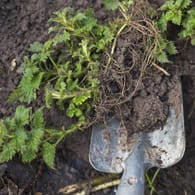 Unkraut: Wer weiß, was der Boden braucht, kann ihn verbessern. Dabei helfen Zeigerpflanzen.