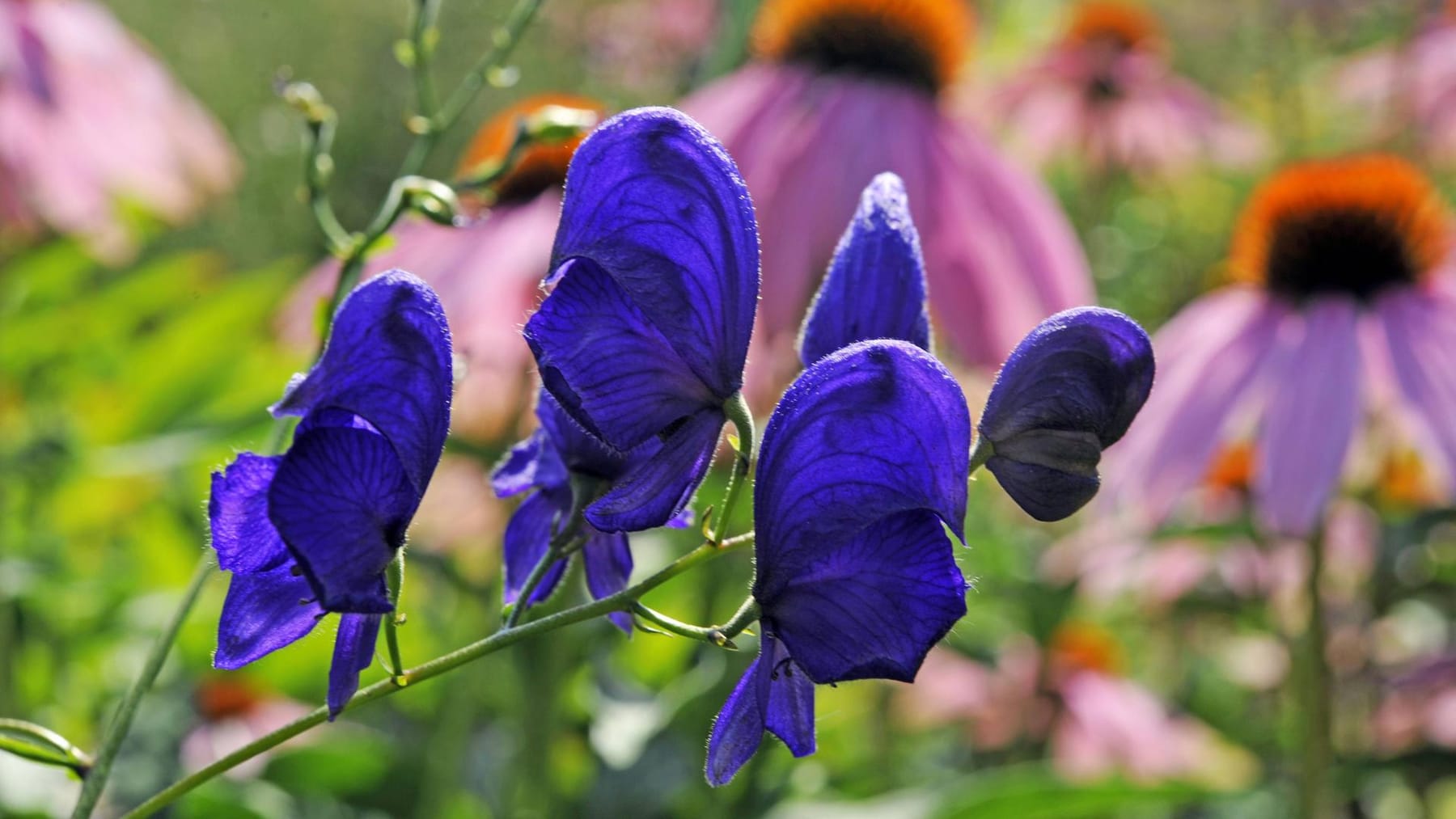 Eisenhut im Garten Pflegetipps für die Giftstaude