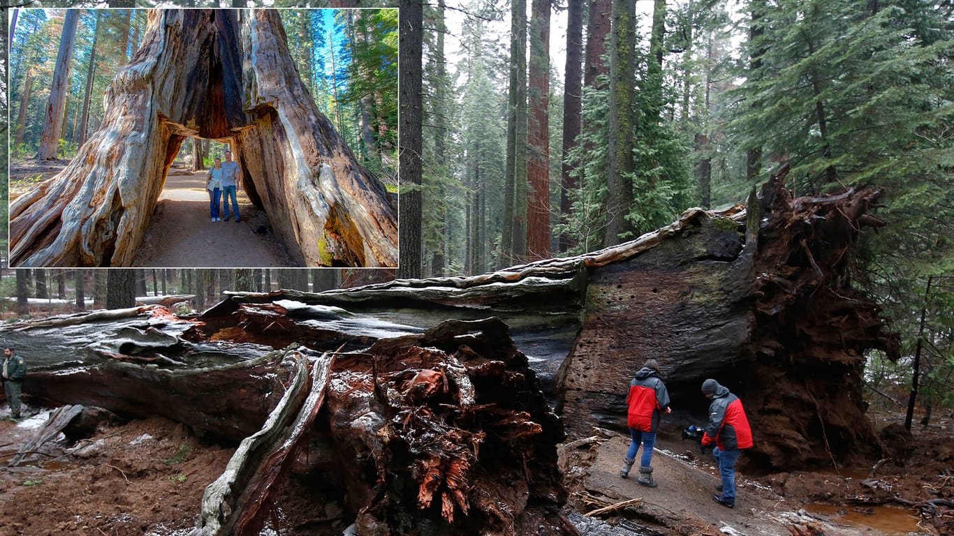 Der Pioneer Cabin Tree vor und nach dem Unfall.