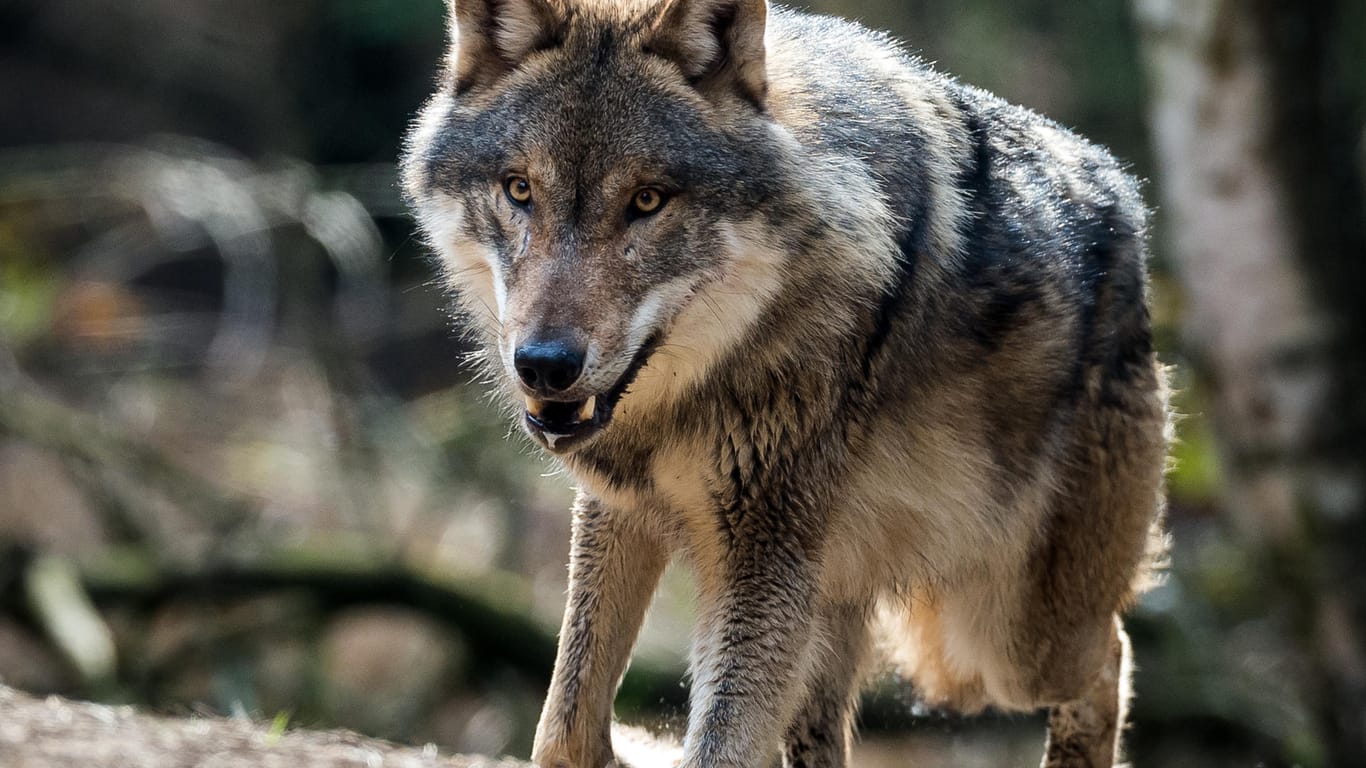 Ein Wolf in seinem Gehege im Wildpark Schorfheide in Groß Schönebeck