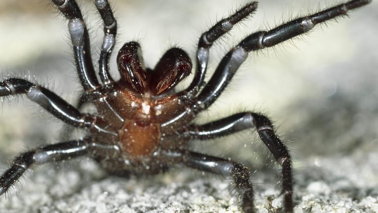 Die Sydney-Trichternetzspinne gilt als die gefährlichste Spinne der Welt.