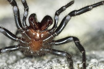 Die Sydney-Trichternetzspinne gilt als die gefährlichste Spinne der Welt.