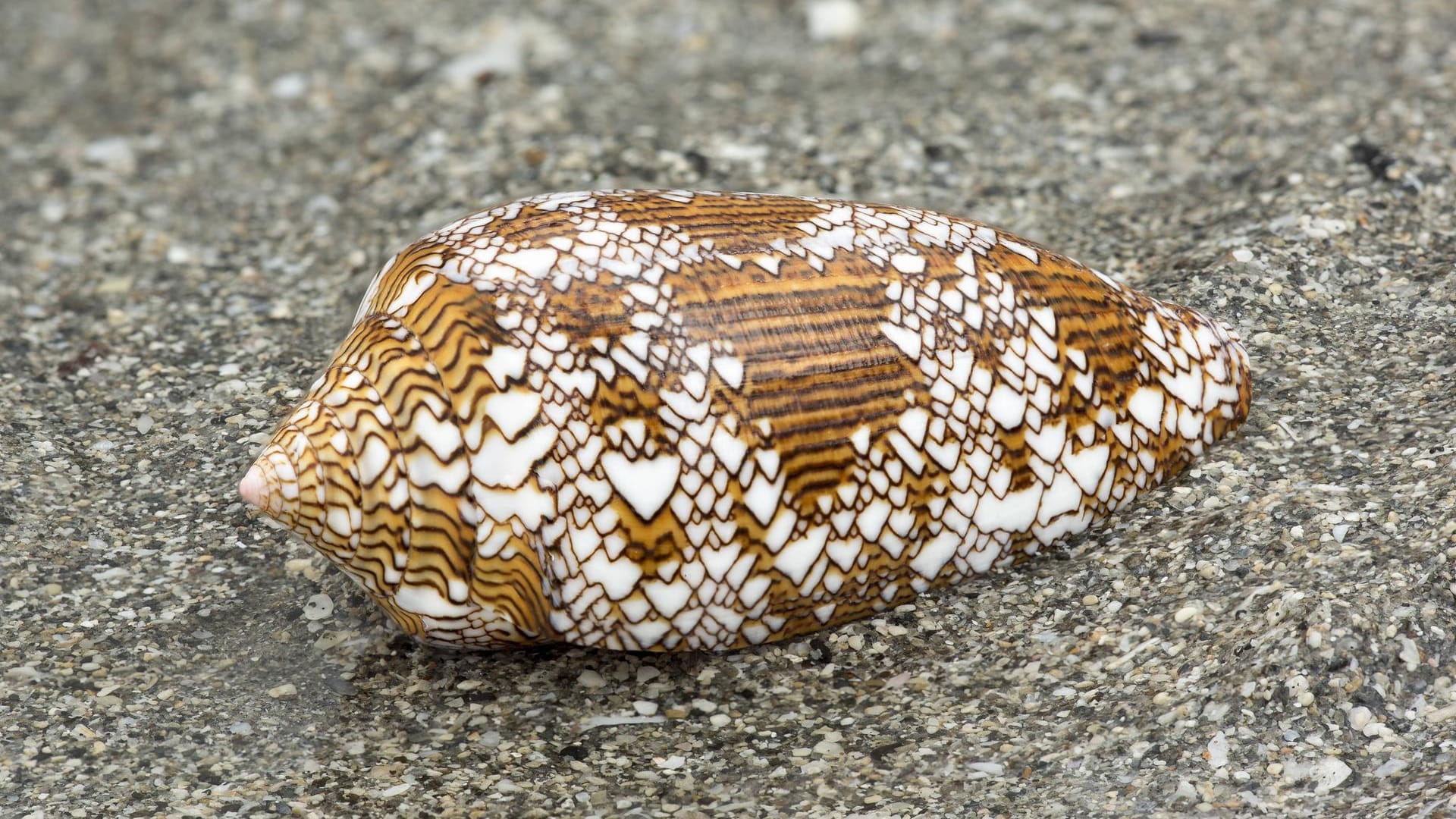 Sieht schön aus, ist aber hochgiftig - eine tropische Kegelschnecke.