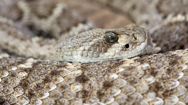 In einigen Ländern müssen sich vor allem Trekking-Touristen vor giftigen Schlangen in Acht nehmen - zum Beispiel vor der Diamant-Klapperschlange.