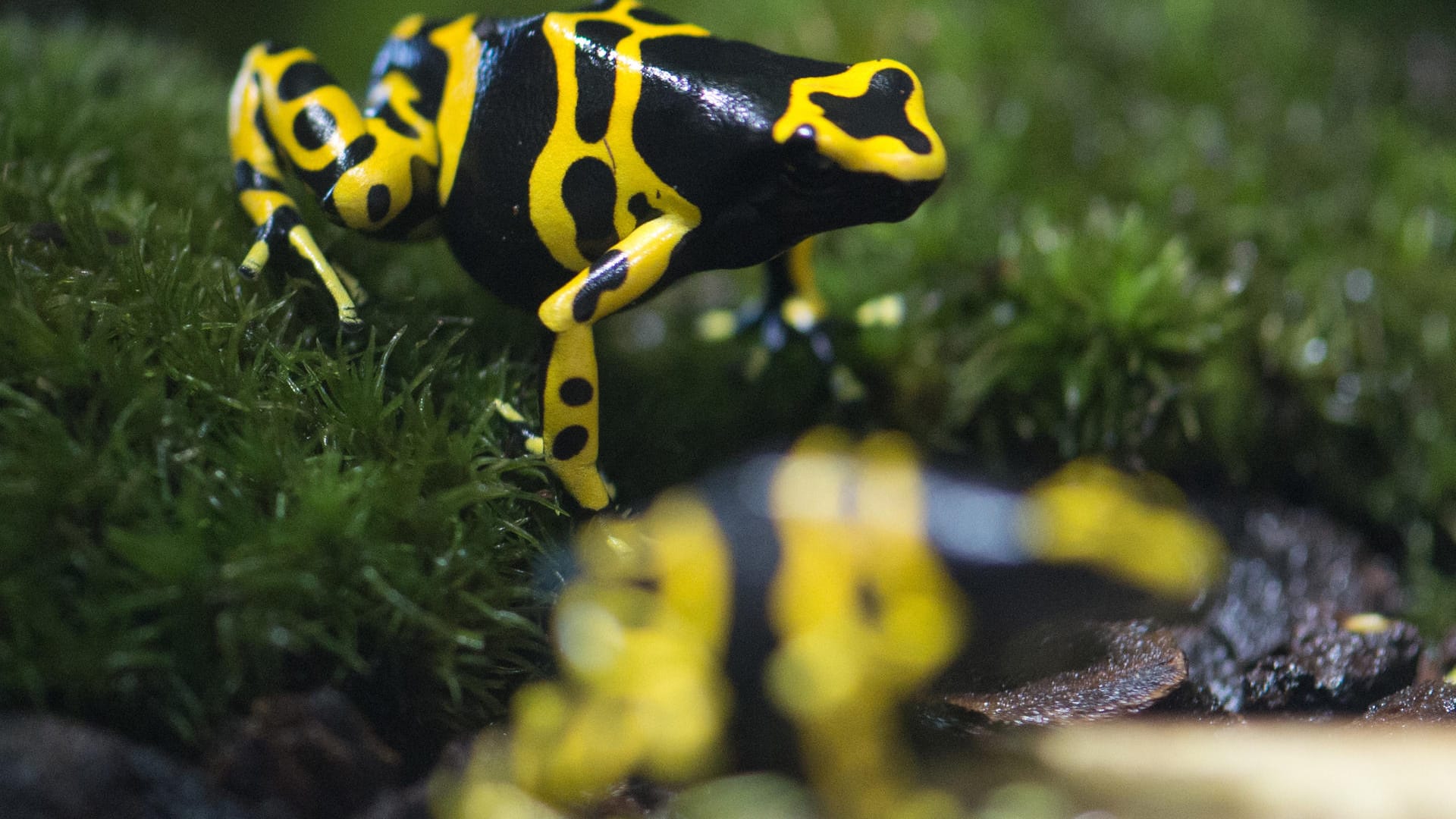 Im Aquarium im Zoo in Berlin sind gelbgebänderte Pfleilgiftfrösche keine Gefahr. Anders sieht das in einem Teil des kolumbianischen Regenwaldes aus.