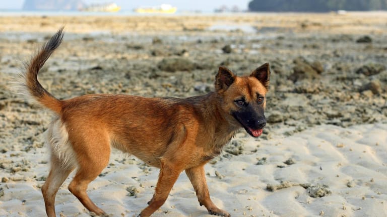 Ein streunender Hund am Strand - wie süß! Doch auch hier ist Vorsicht geboten.