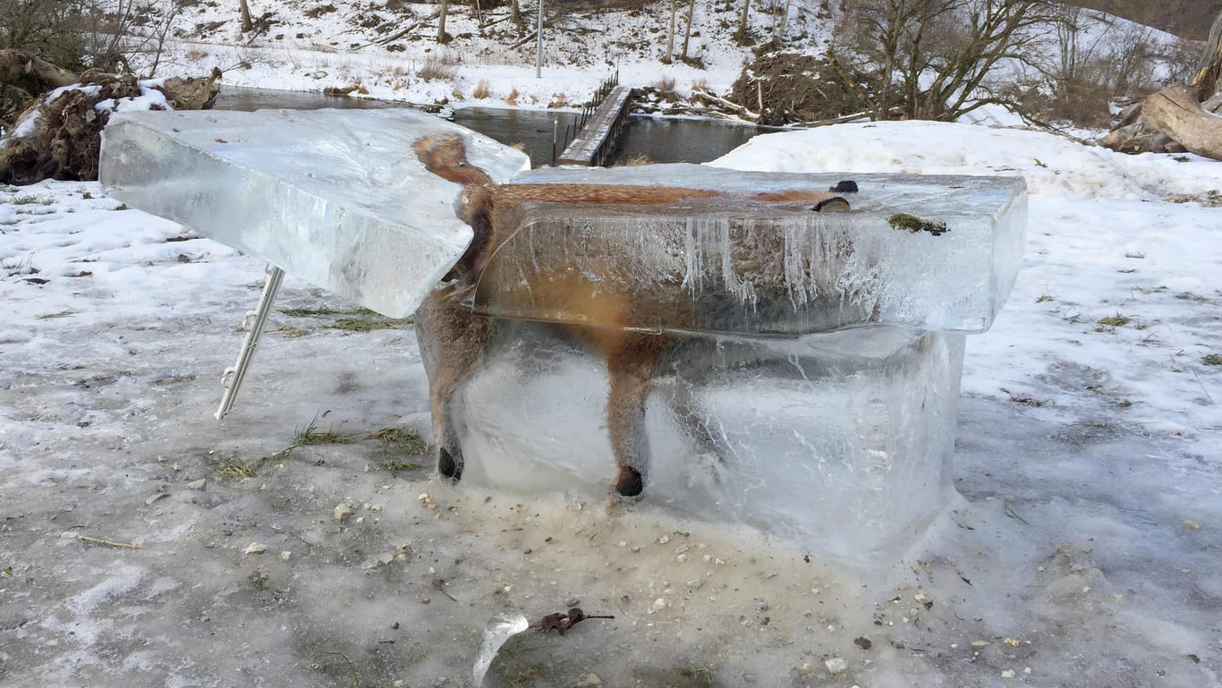 Ein Jäger hat diesen Eisblock mit einem eingefrorenen Fuchs in Fridingen in Baden-Württemberg als Mahnung aufgestellt.