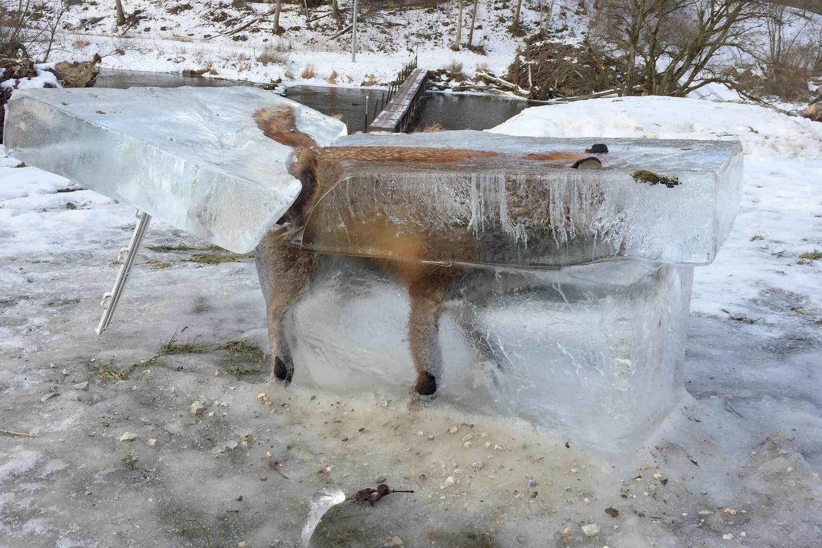 Ein Jäger hat diesen Eisblock mit einem eingefrorenen Fuchs in Fridingen in Baden-Württemberg als Mahnung aufgestellt.