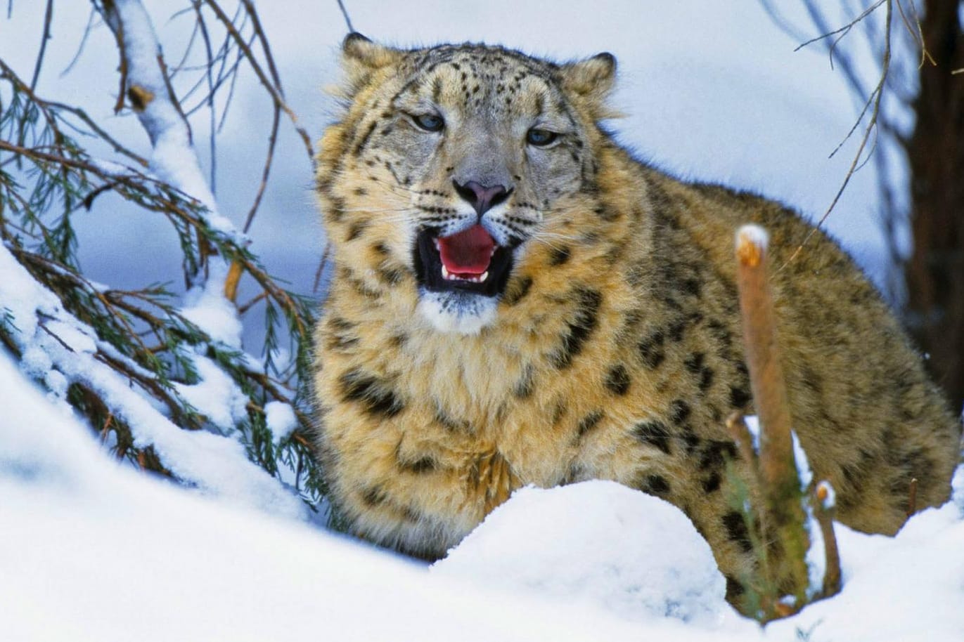 Sehr seltene Aufnahme: Ein Schneeleopard in freier Wildbahn.