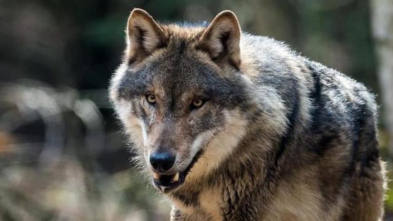 Wolf