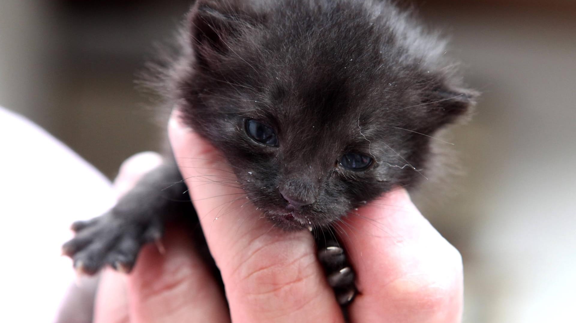 Tierschützer sind alarmiert: Immer mehr Katzen landen im Tierheim.