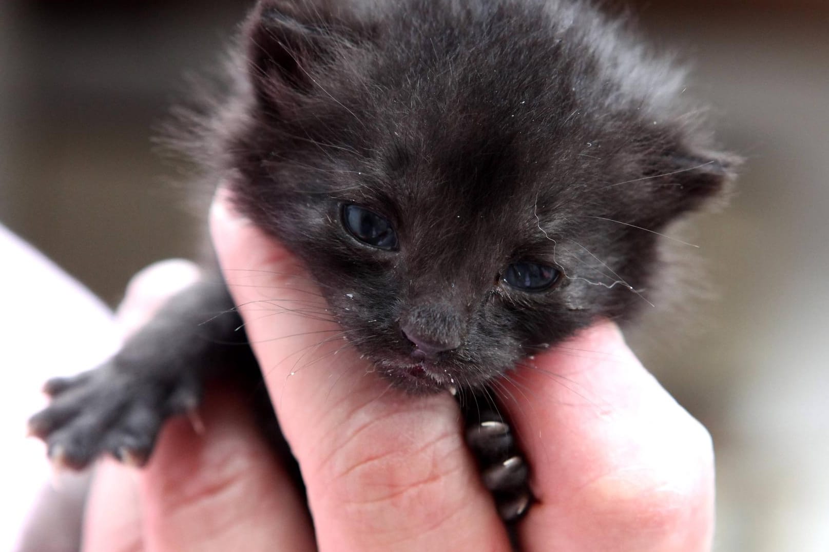 Tierschützer sind alarmiert: Immer mehr Katzen landen im Tierheim.