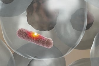 Das Enzym MPO, das die grüne Farbe des Eiters hervorbringt, stellt eine aggressive Säure her, die ein Loch in die Bakterienhülle brennt und den Eindringling abtötet, ohne das umgebende Gewebe zu schädigen.