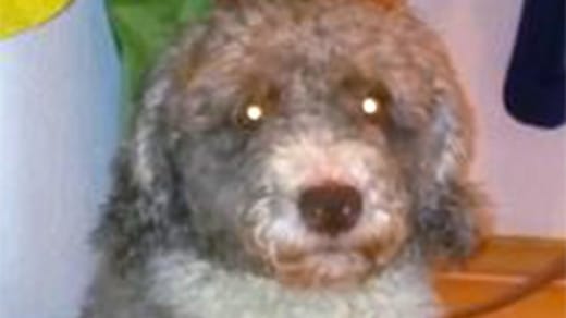 Diesen Hund wollte sein Herrchen der Polizei als Schaf verkaufen.
