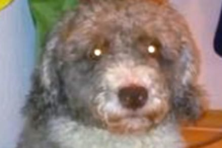 Diesen Hund wollte sein Herrchen der Polizei als Schaf verkaufen.