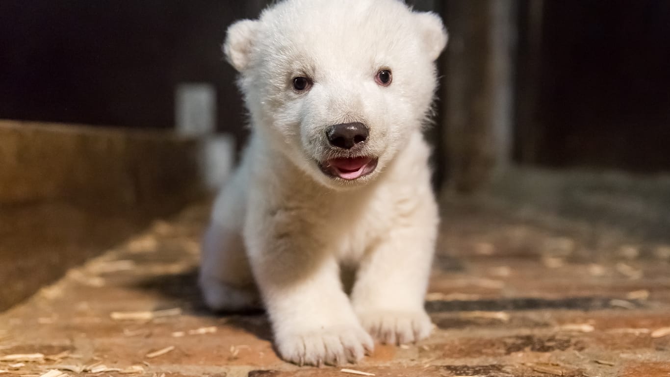 Damals noch ohne Namen: der kleine Eisbärenjunge am 12. Januar 2017.