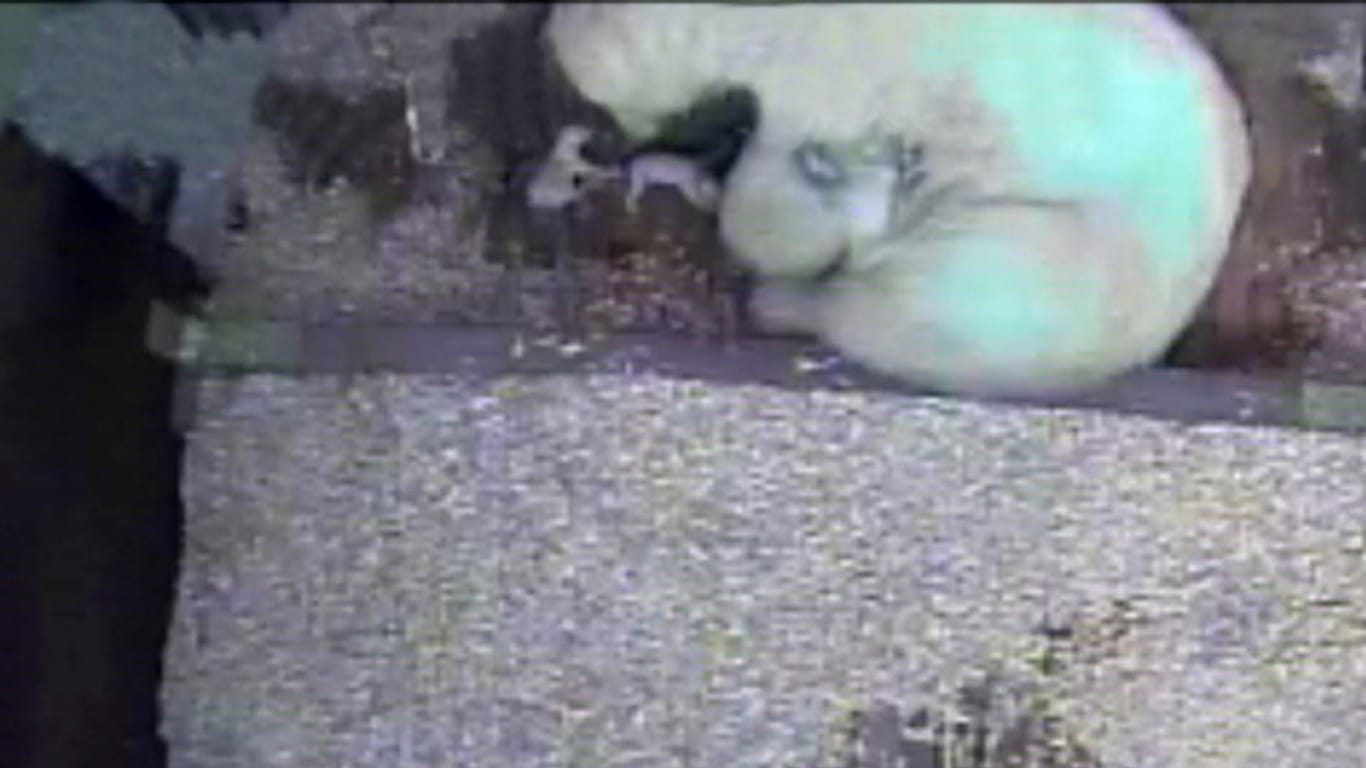 Auf dem Bild sieht man Eisbären-Mutter Tonja mit ihren Zwillingen, einen Tag nach der Geburt.