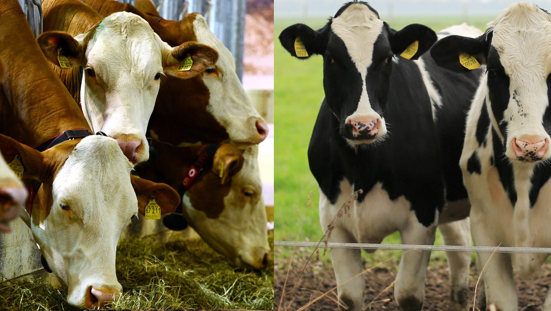 Süddeutsches Fleckvieh links, norddeutsche Holstein-Rinder rechts.