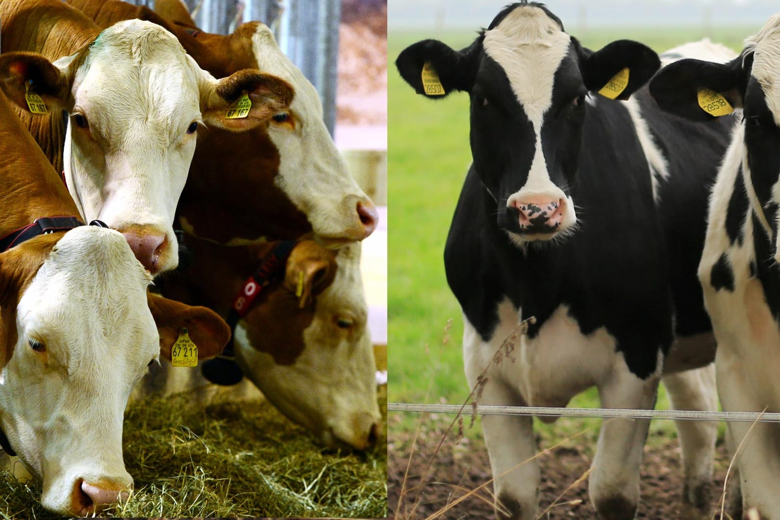 Süddeutsches Fleckvieh links, norddeutsche Holstein-Rinder rechts.