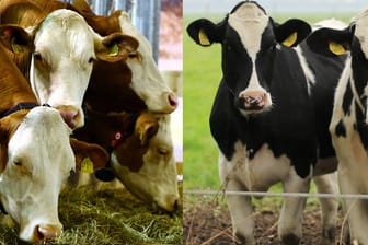 Süddeutsches Fleckvieh links, norddeutsche Holstein-Rinder rechts.