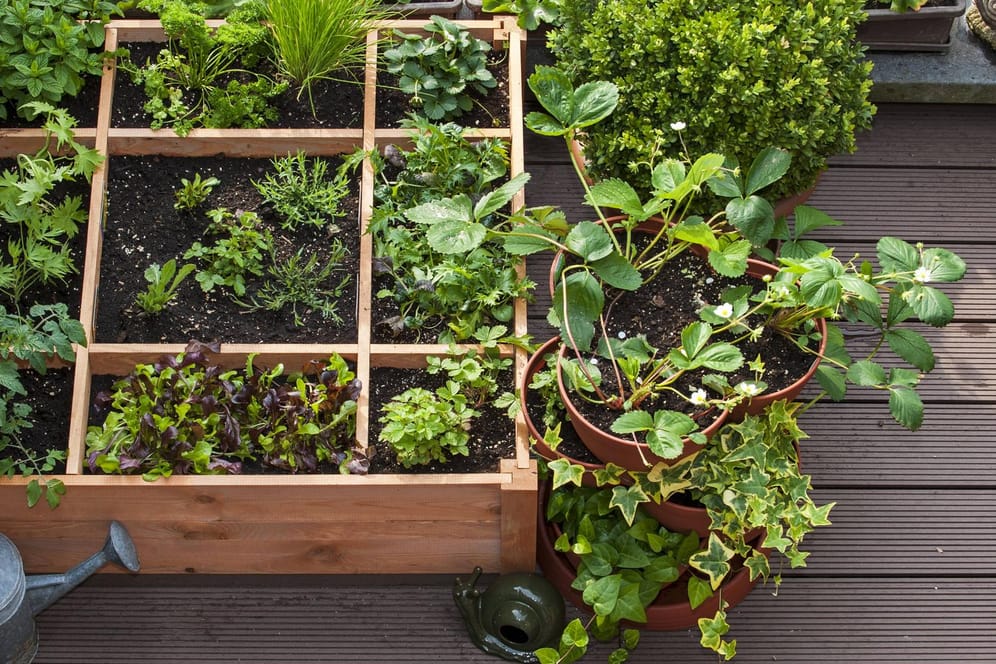 In einfachen Holzboxen können Sie einen Gemüsegarten auf dem Balkon anlegen.