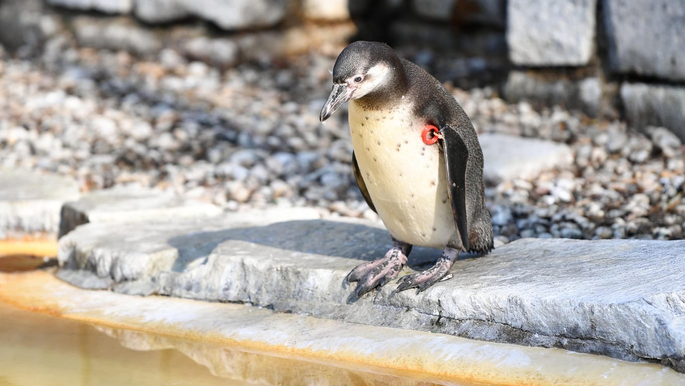 Pinguin im Mannheimer Luisenpark.